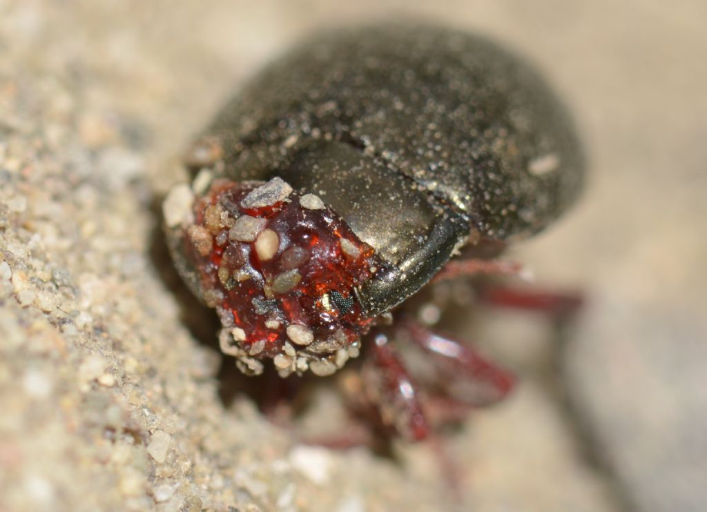 coleottero-grigio rosso:  Chrysolina bankii (Chrysomelidae)